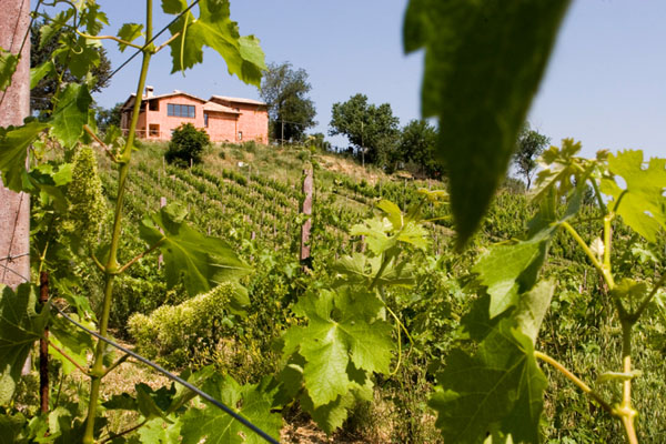 Visuale dalla vigna